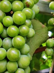 grapes on the vine