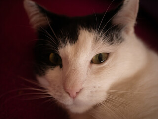 
Black and white cat. Free space for entry.