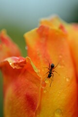 オレンジの冒険