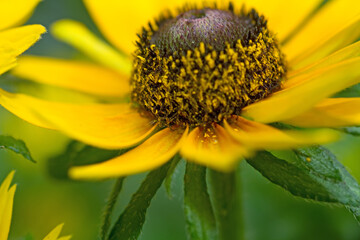 Schwarzäugige Rudbeckie