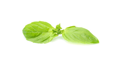 Close up green basil herb leaves isolated on white background.