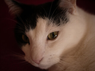 
Black and white cat. Free space for entry.