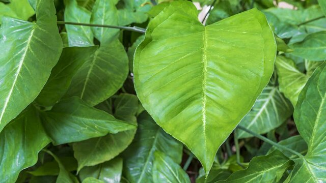 Footage 4k Hyperlapse, Fresh green leaves on a tree sway in the wind, Beautiful background pattern of green leaves, Lush foliage, greenery in a paradise garden. Abstract natural dark green jungle.