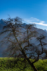 Baum