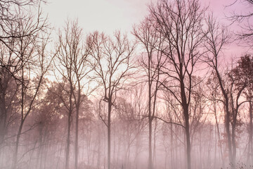 Bare Trees Silhouetted Against Misty Dawn