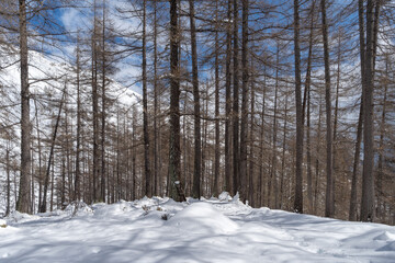 Alpine forest in winter