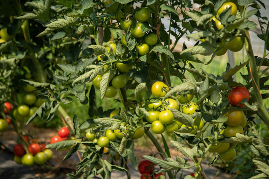 Tomaten reifen und gedeihen im  Folientunnel.