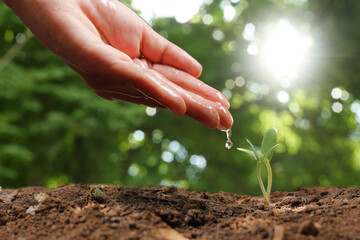 Agriculture. Growing plants. Plant seedling. Hand nurturing and water young baby plants growing in germination sequence on fertile soil with natural green bokeh background