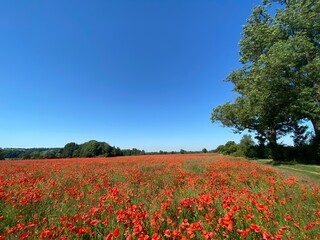 Carpet of red tall poppies blowing in the wind 
