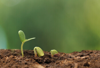Agriculture. Growing plants. Plant seedling