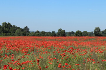 Carpet of red tall poppies blowing in the wind 