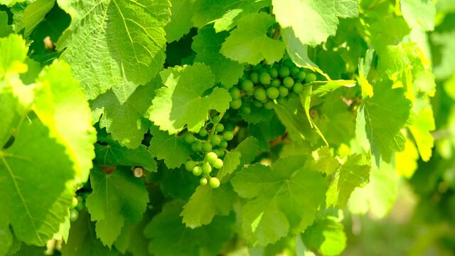 winegrower checks green ripening grapes, vines, wine plantations in long rows on the mountains and hills, the concept of growing crops, the stage of creating wine, natural open spaces