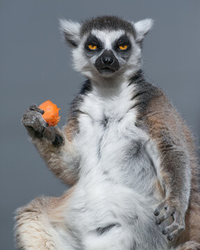 A Ring-tailed Lemur enjoys a carrot at Taronga Zoo in Sydney, Australia. Native to Madagascar, Ring-tailed Lemurs are endangered in the world.