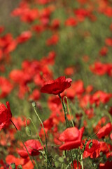 Fototapeta na wymiar Carpet of red tall poppies blowing in the wind 