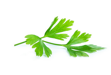 parsley leaf isolated on white background
