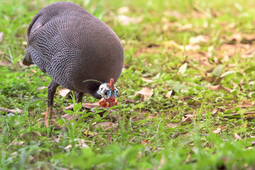 Helmeted guineafowl (Numida meleagris) foraging for foods in a farm.