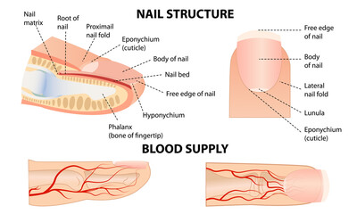 Anatomical training poster. Fingernail Anatomy. Cross-section of the finger. Structure of human nail.
