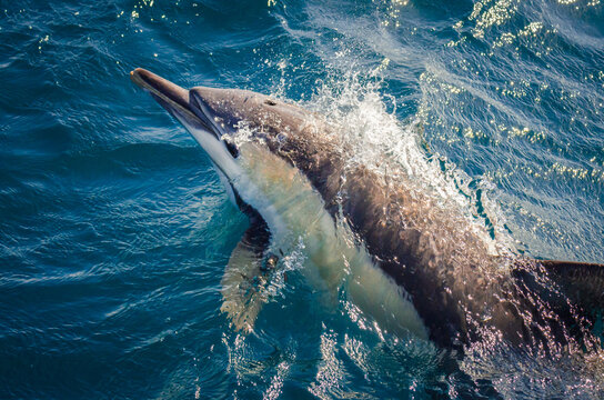 A Common Dolphin bow-rides alongside a whale watching vessel off the cost of Port Stephens in New South Wales, Australia.