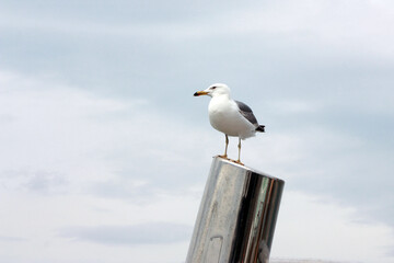Free as a bird