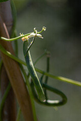 haricot vert grimpant