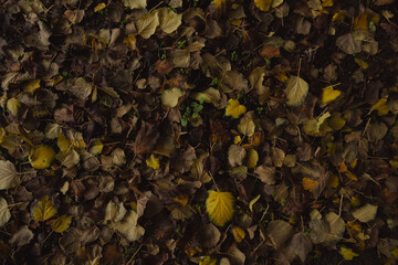 Yellow/orange fallen leaves. Autumn background of leaves.