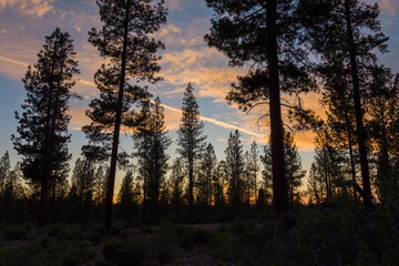 Fototapeta na wymiar Sunset in a Pacific Northwest Pine Forest 