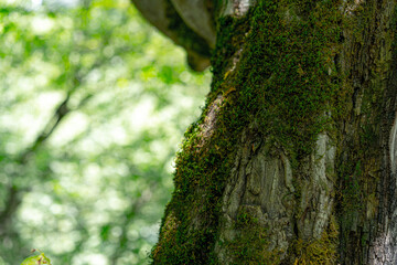Fototapeta premium Growing tree covered with moss