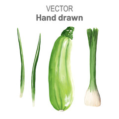 a whole zucchini and green onion (arrows) are hand-drawn and traced. Vector set of realistic vegetables.