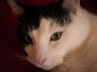 
Black and white cat. Free space for entry.
