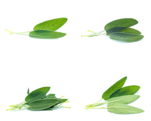 Sage leaves isolated on white background  (Mix, set , collection)