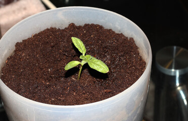Plant the sprouts in a flower pot. Young seedlings.