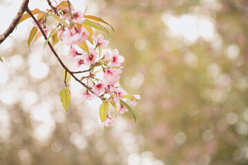 Beautiful cherry blossom or sakura in spring time over  sky