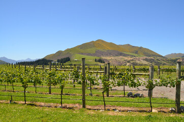 Fototapeta na wymiar Beautiful Grapes tree row during hot summer day at Blenheim, New Zealand.