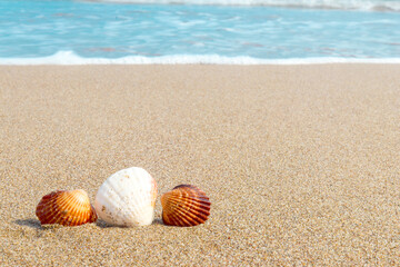 Fototapeta na wymiar Seashells on the seashore on a sunny summer day. Close-up, selective focus, copy space for text. Concept of summer, beach vacation. Background of beach and sea