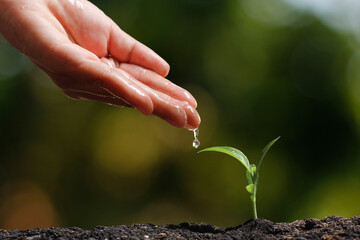 Farmer's hand watering a young plant