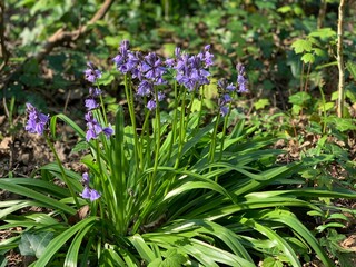 Flowers in bloom