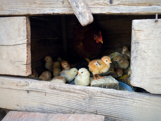 A hen with chickens in a small wooden chicken coop takes care of the litter. © slobodan