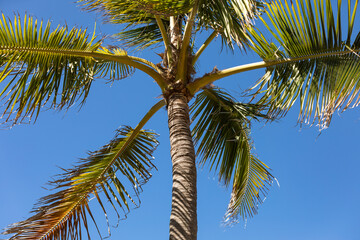 Palme am Strand in Costa Rica