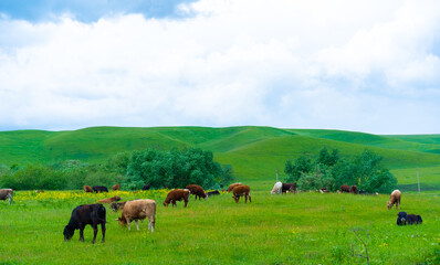 Cows graze in the meadow