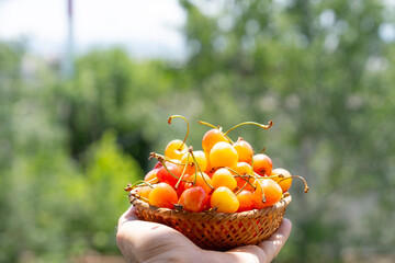 Yellow cherries in a wicker basket