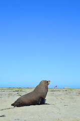 A big sea lion on the kaikoura beach, New zealand.