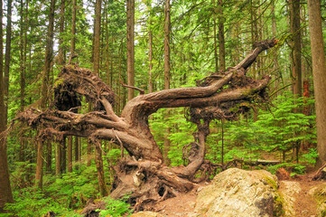 カナダの大自然リン・キャニオン・パーク　A very beautiful forest landscape in Canada