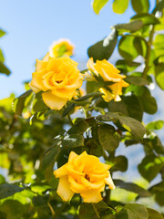 yellow roses with green lycees against a blue sky