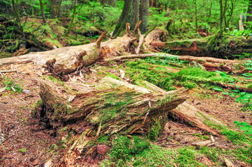 カナダの大自然リン・キャニオン・パーク　A very beautiful forest landscape in Canada