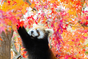 紅葉とレッサーパンダ