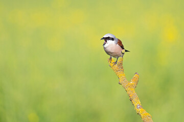 A male Red-backed shrike (Lanius collurio) perched and throwing up a pellet on a branch in Germany