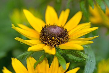 Schwarzäugige Rudbeckie