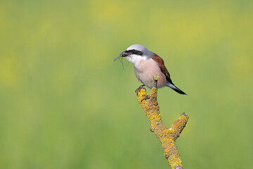 A male Red-backed shrike (Lanius collurio) perched with an insect in its beak on a branch in Germany