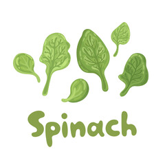 Spinach leaves - cute color flat icon. Agriculture, gastronomy, cooking concept. Bunch of fresh flying spinach close up. Vitamins and minerals. For articles, web design, dietary recommendations