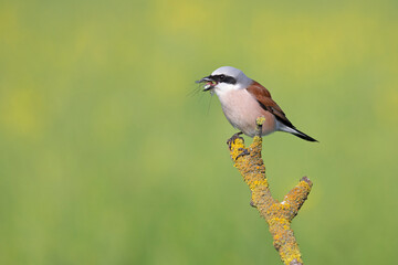 A male Red-backed shrike (Lanius collurio) perched with an insect in its beak on a branch in Germany